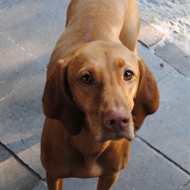 puppy eye boogers eye boogers peanut butter fingers puppy eye boogers eye boogers peanut butter fingers