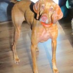 sadie orange collar 032 sadie orange collar 032