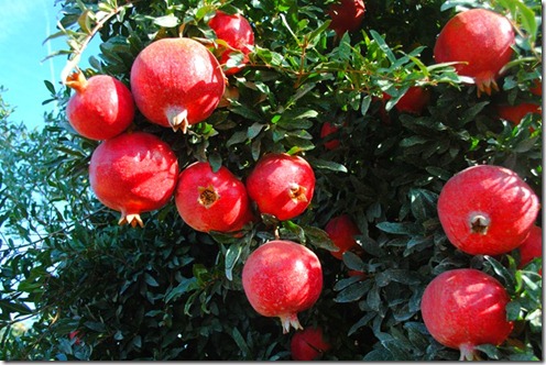 pomegranates