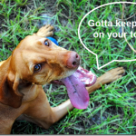 dog keep you on your toes