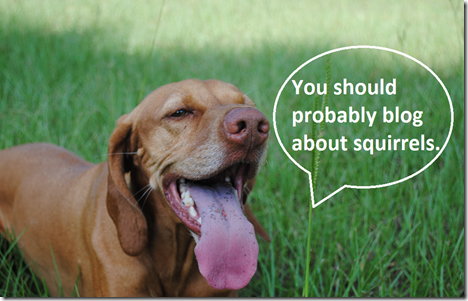 blog about squirrels