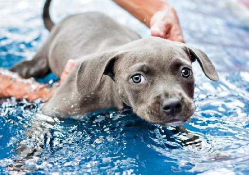 swimmer puppy swimmer puppy peanut butter fingers swimmer puppy swimmer puppy peanut butter fingers