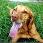 vizsla 005 vizsla 005
