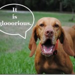 glorious dog glorious dog