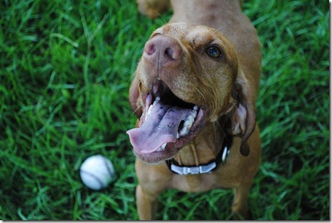 sadie with ball