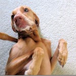 silly vizsla silly vizsla