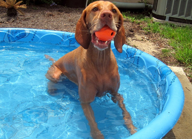 kiddie pool five below