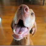 happy vizsla happy vizsla