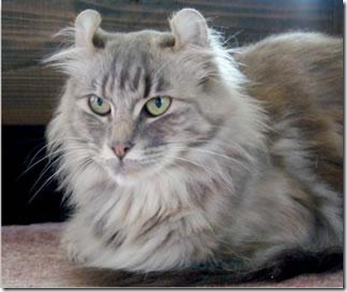 curly ears cat