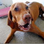vizsla playing vizsla playing
