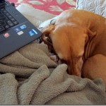 sleepy vizsla sleepy vizsla