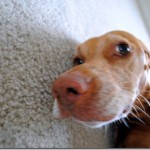 Sadie Sadie