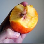 nectarine nectarine