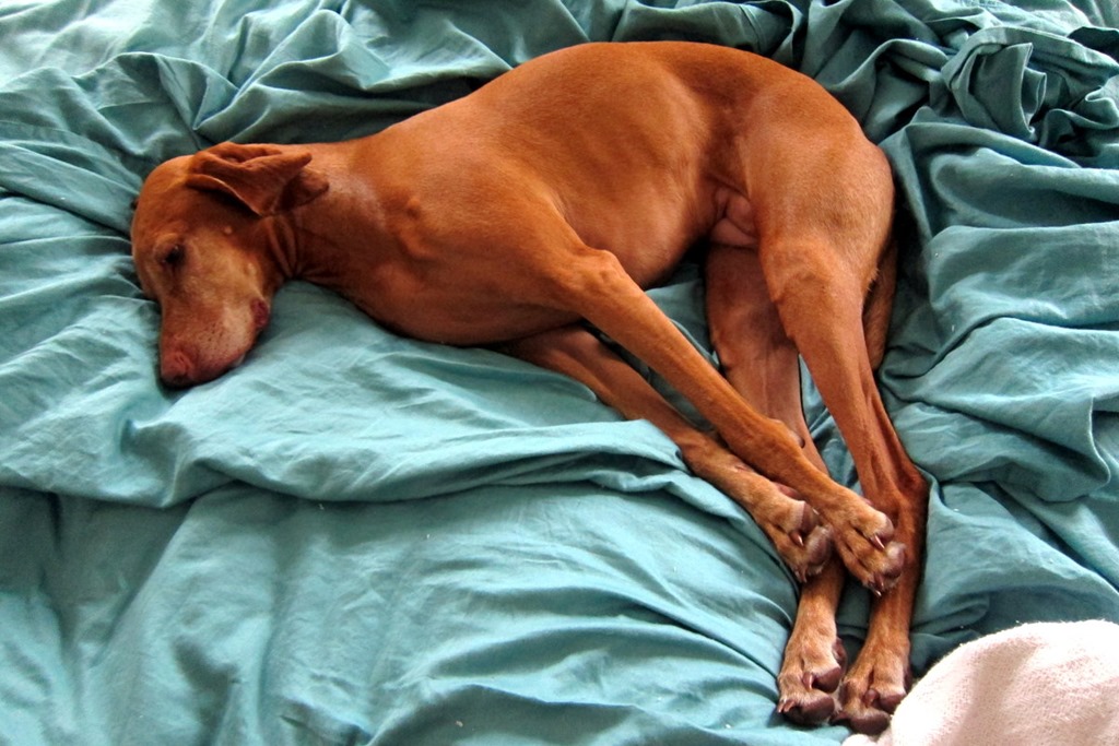 Vizsla Pitbull Mix Puppies Vizsla sleeping Vizsla Pitbull Mix Puppies Vizsla sleeping