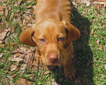 vizsla lab mix puppies the gallery for gt vizsla weimaraner mix vizsla lab mix puppies the gallery for gt vizsla weimaraner mix