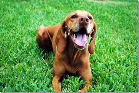 Sadie Vizsla dog