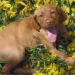 VizslaPuppy.jpg