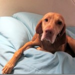 sad vizsla sad vizsla