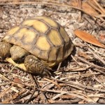 Gopher Tortoise Baby Gopher Tortoise Baby