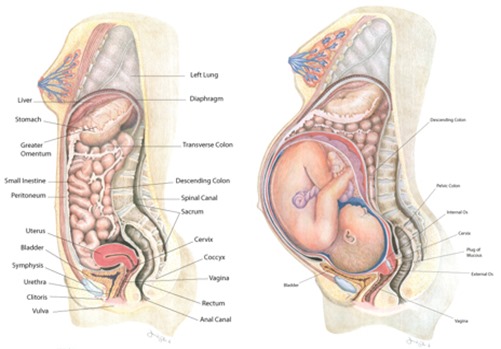 Anatomy Of Pregnant Woman Organs 51