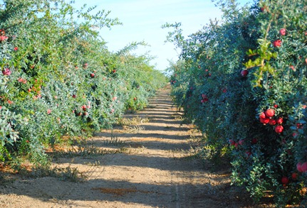 pom orchards 040