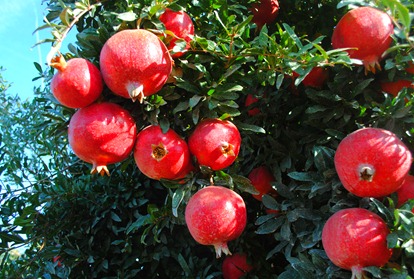 pom orchards 043