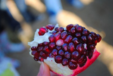 pom orchards 066
