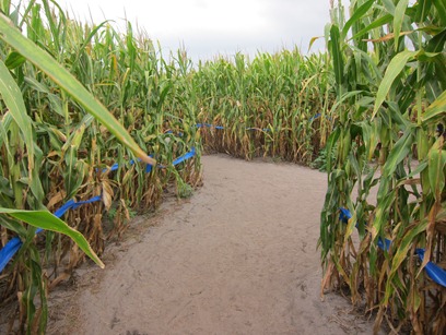 corn maze 008