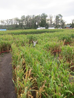 corn maze 014