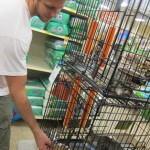 festival of trees 031