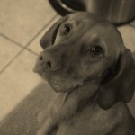 christmas treats 039