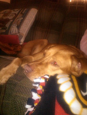 vizsla10