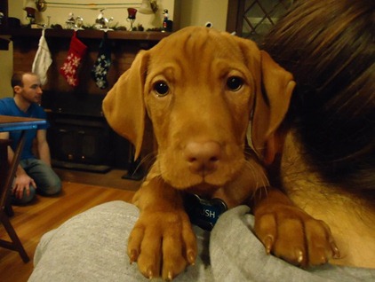 vizsla11