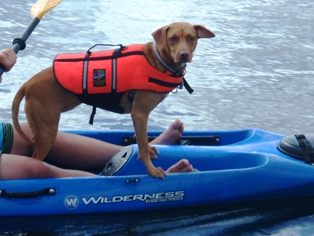 vizsla13