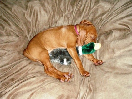 vizsla14
