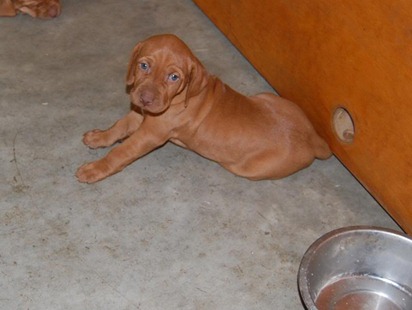 vizsla15