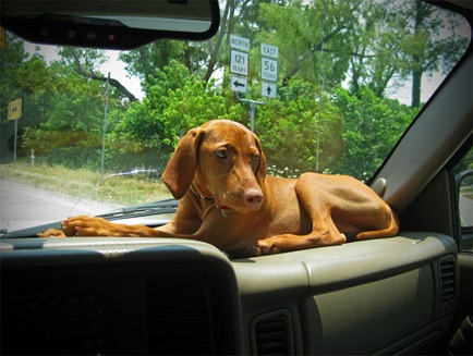 vizsla16