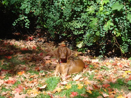 vizsla17