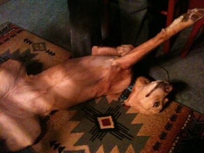 vizsla1