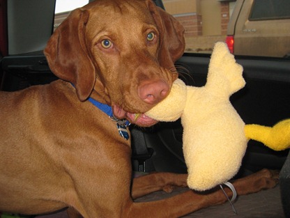 vizsla4