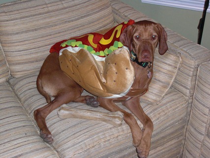 vizsla5