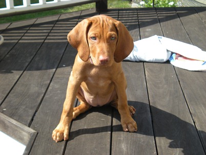 vizsla6