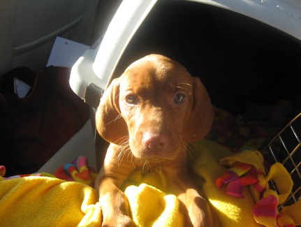 vizsla7