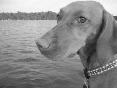 vizsla9