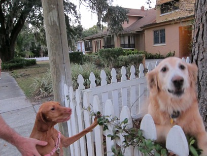 sausage and peppers 007