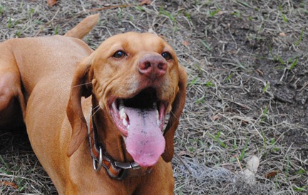 smoothie dog park 028