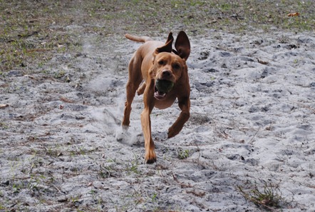 smoothie dog park 011