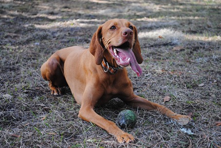 smoothie dog park 059