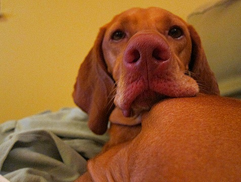 sadie 008