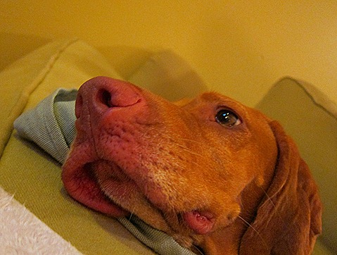 sadie 009
